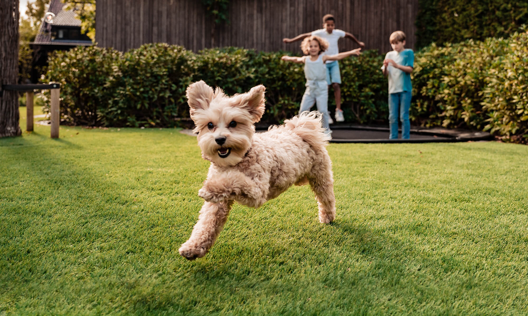 Dog playing on LazyLawn One DNA artificial grass